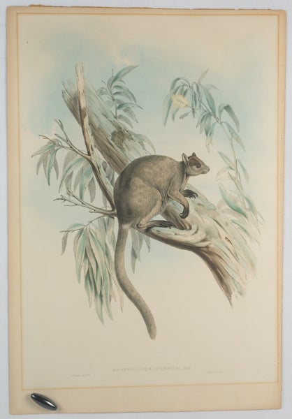 Stock ID #174324 Dendrolagus Inustus:-Mull. [Grizzled tree kangaroo]. JOHN GOULD, ARTIST, LITHOGRAPHER.