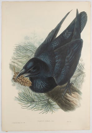 Stock ID #174325 Corvus Corax, Linn. [Raven]. JOHN GOULD, HENRY CONSTANTINE, AND RICHTER