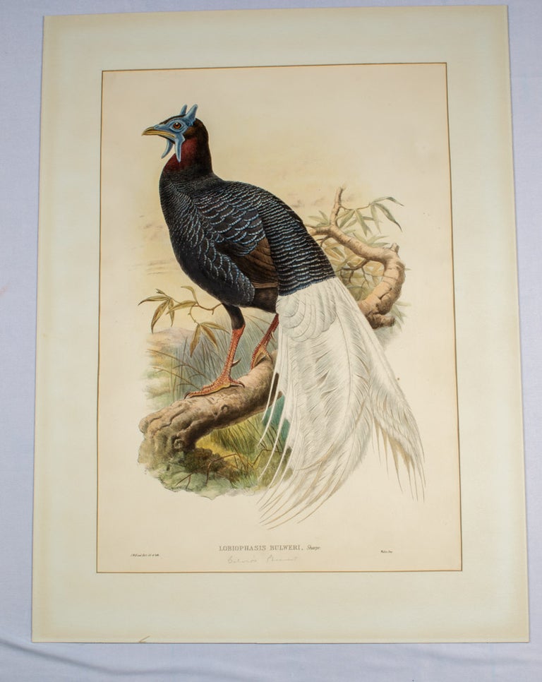 Stock ID #174361 Lobiophasis Bulweri, Sharpe. [Bulwer's Pheasant]. JOHN GOULD, ARTISTS, LITHOGRAPHERS.