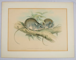 Stock ID #174364 Hapalotus Apitalis. Gould [White-tipped stick-nest rat]. JOHN AND RICHTER GOULD,...