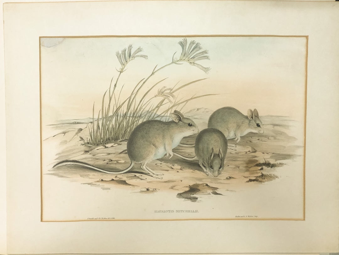 Hapalotus Mitchellii. Mitchell's Hopping Mouse | JOHN AND RICHTER GOULD ...