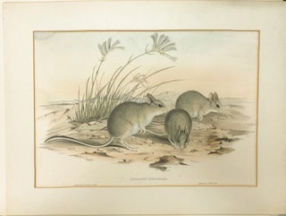 Stock ID #174367 Hapalotus Mitchellii. [Mitchell's Hopping Mouse]. JOHN AND RICHTER GOULD, HENRY...