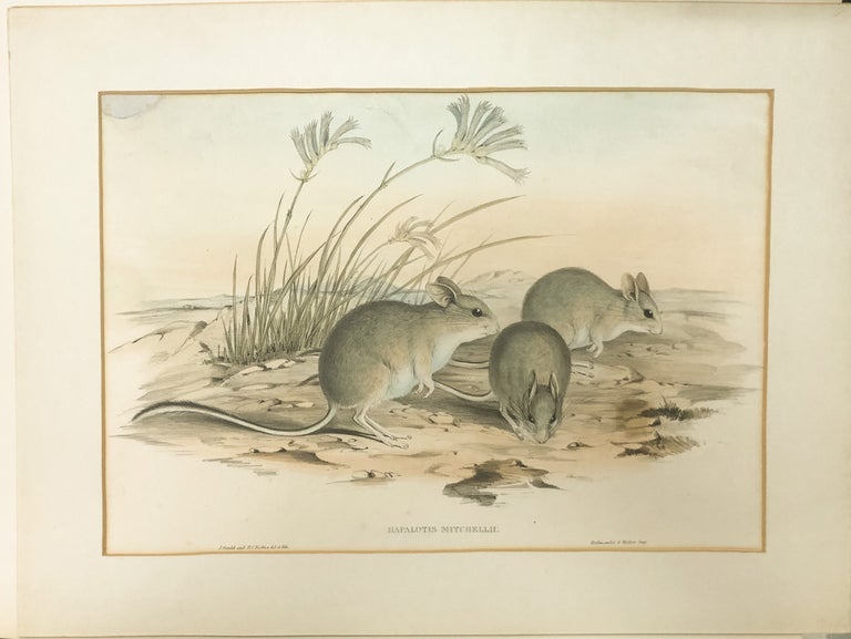 Stock ID #174367 Hapalotus Mitchellii. [Mitchell's Hopping Mouse]. JOHN AND RICHTER GOULD, HENRY CONSTANTINE.