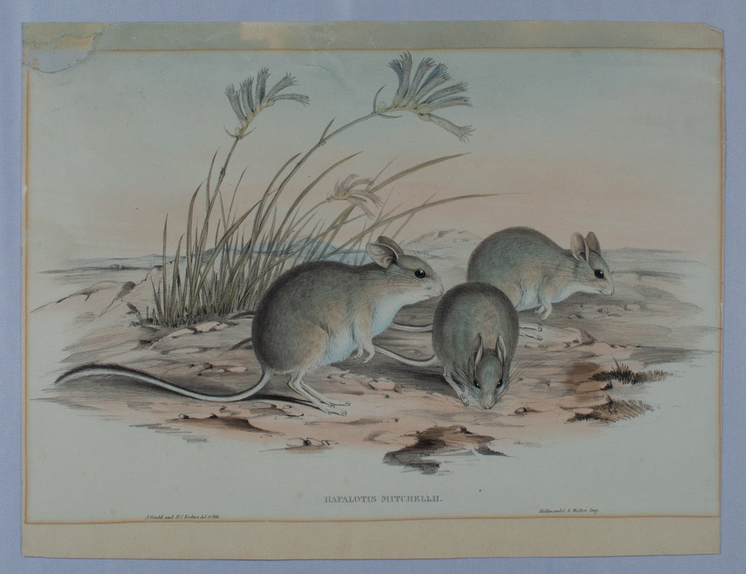 Hapalotus Mitchellii. Mitchell's Hopping Mouse | JOHN AND RICHTER GOULD ...