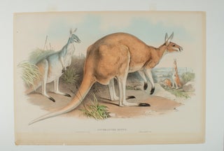 Stock ID #174377 Osphranter Rufus. [Great Red Kangaroo]. JOHN AND RICHTER GOULD, HENRY CONSTANTINE