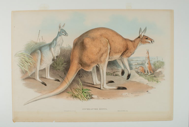 Stock ID #174377 Osphranter Rufus. [Great Red Kangaroo]. JOHN AND RICHTER GOULD, HENRY CONSTANTINE.