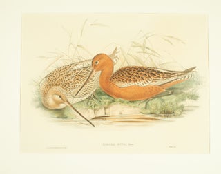 Stock ID #174382 Limosa Rufa, Temm. [Bar-tailed Godwit]. JOHN AND RICHTER GOULD, HENRY CONSTANTINE