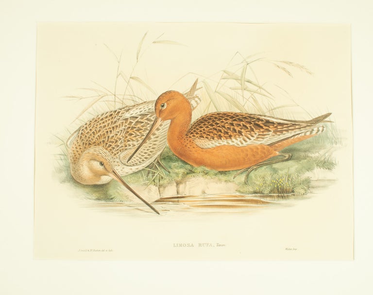 Stock ID #174382 Limosa Rufa, Temm. [Bar-tailed Godwit]. JOHN AND RICHTER GOULD, HENRY CONSTANTINE.