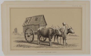 Ceylon Buffalo Cart.