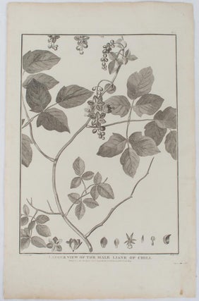 Stock ID #175968 Larger view of the male Liane of Chili. JEAN-FRANCOIS DE GALAUP LA PEROUSE,...