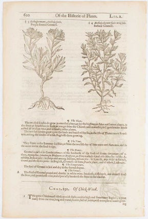 [Botanical Engraving of Two Kinds of Gromell or Gromwell Plants]
