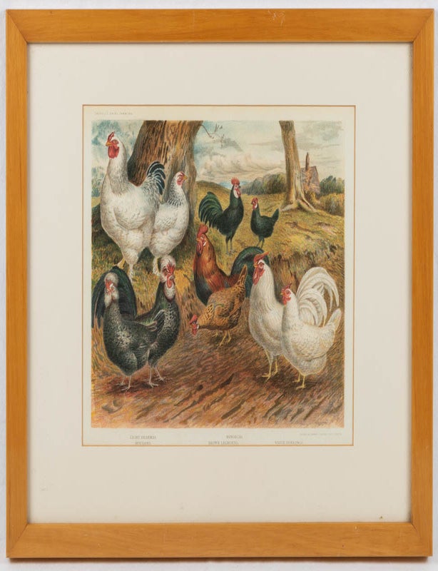Stock ID #221533 Cassell's Dairy Farming. POULTRY - ANTIQUE PRINT, JOHN PRINCE SHELDON.