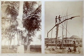 Stock ID #62578 Madras Toddyman Climbing a Tree. [AND] Sweep Well. 19TH CENTURY PHOTOGRAPH